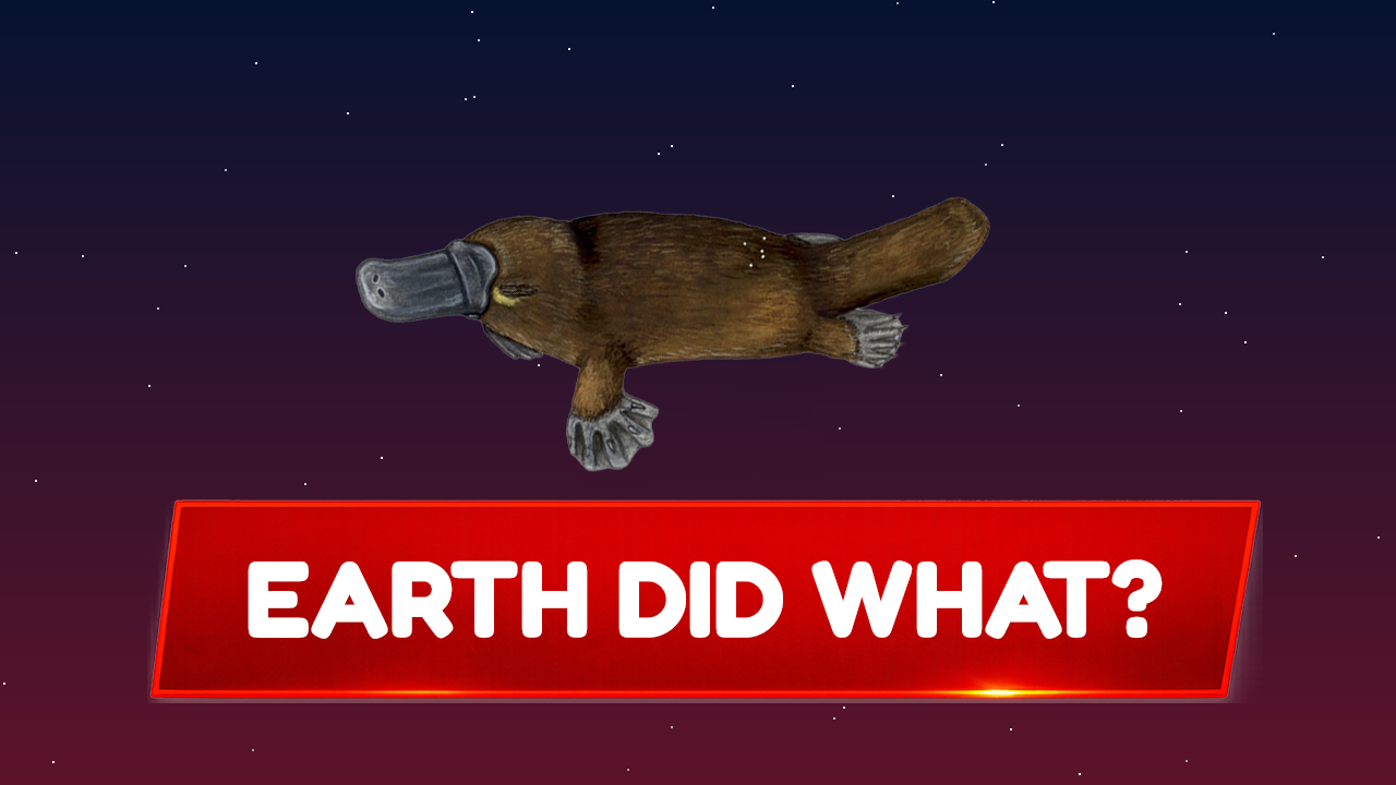 TZB Platypus report thumbnail